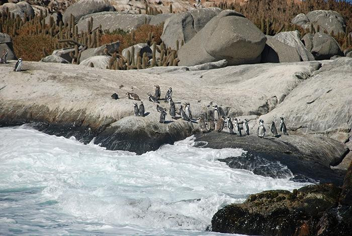 Mywaychile- Day Tours-Olmue必去景点