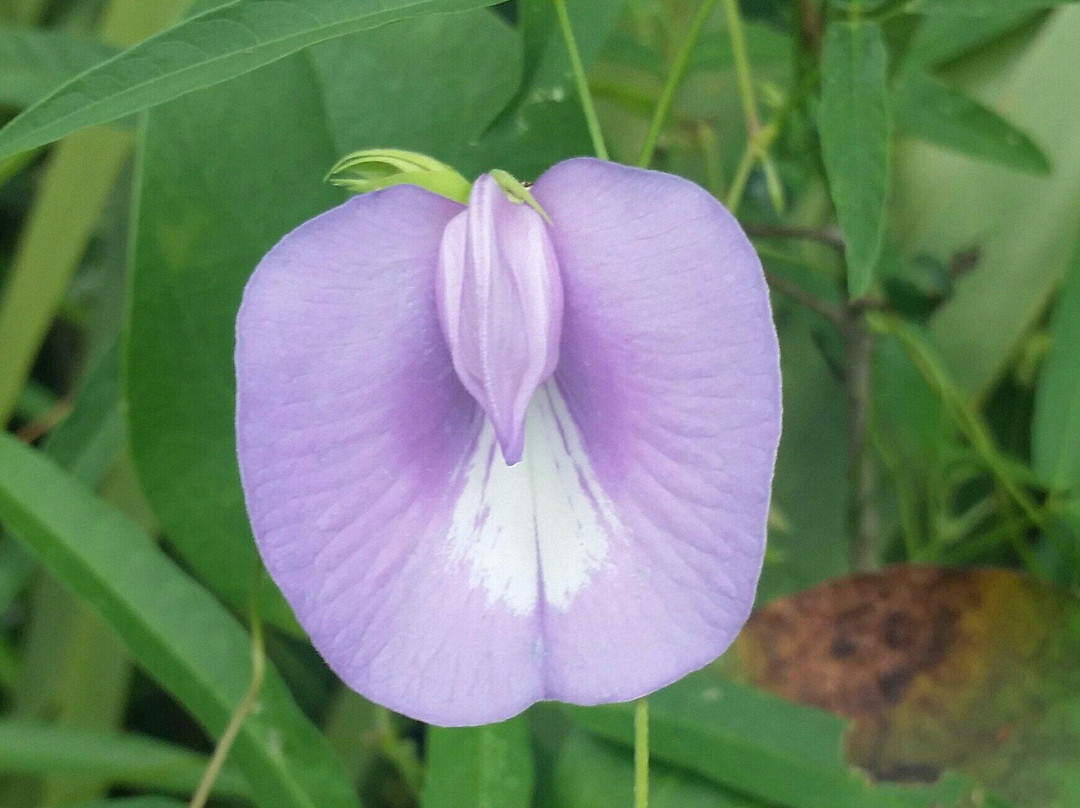 Cedar Key Railroad Trestle Nature Trail-锡达礁必去景点
