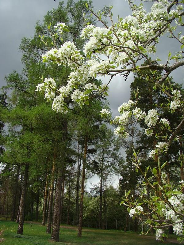 V. Krutovskiy Botanical Garden-克拉斯诺亚尔斯克必去景点