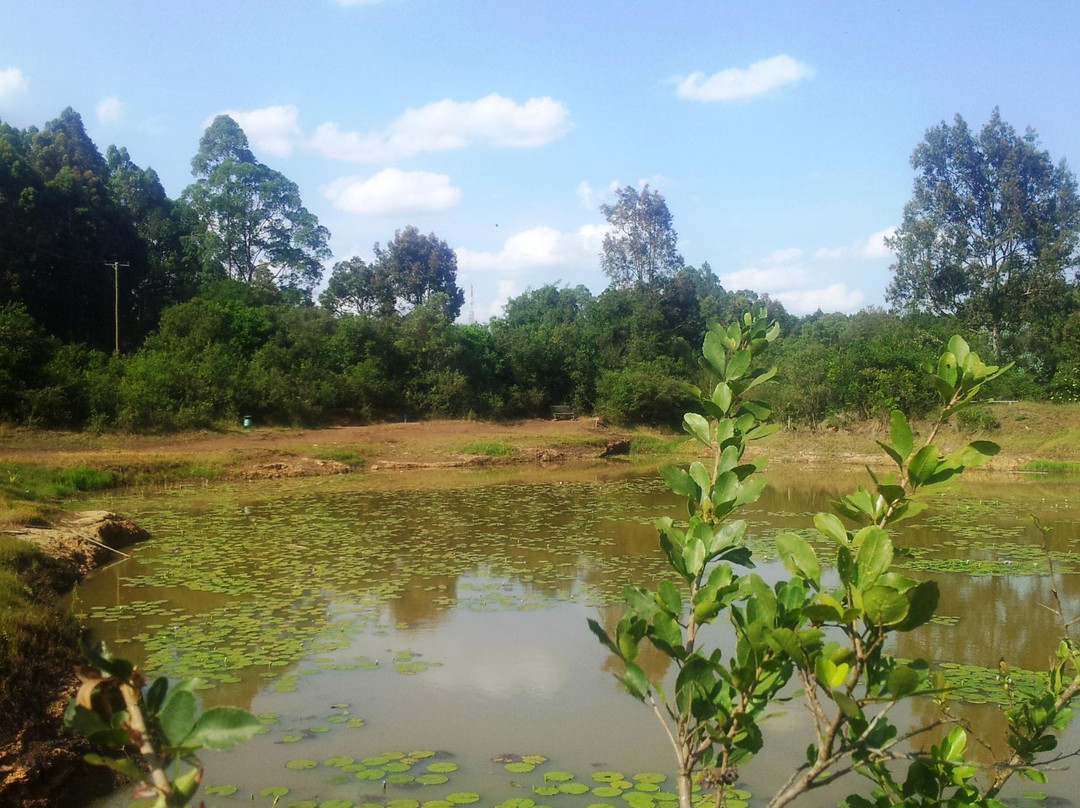 Karura森林-内罗毕必去景点