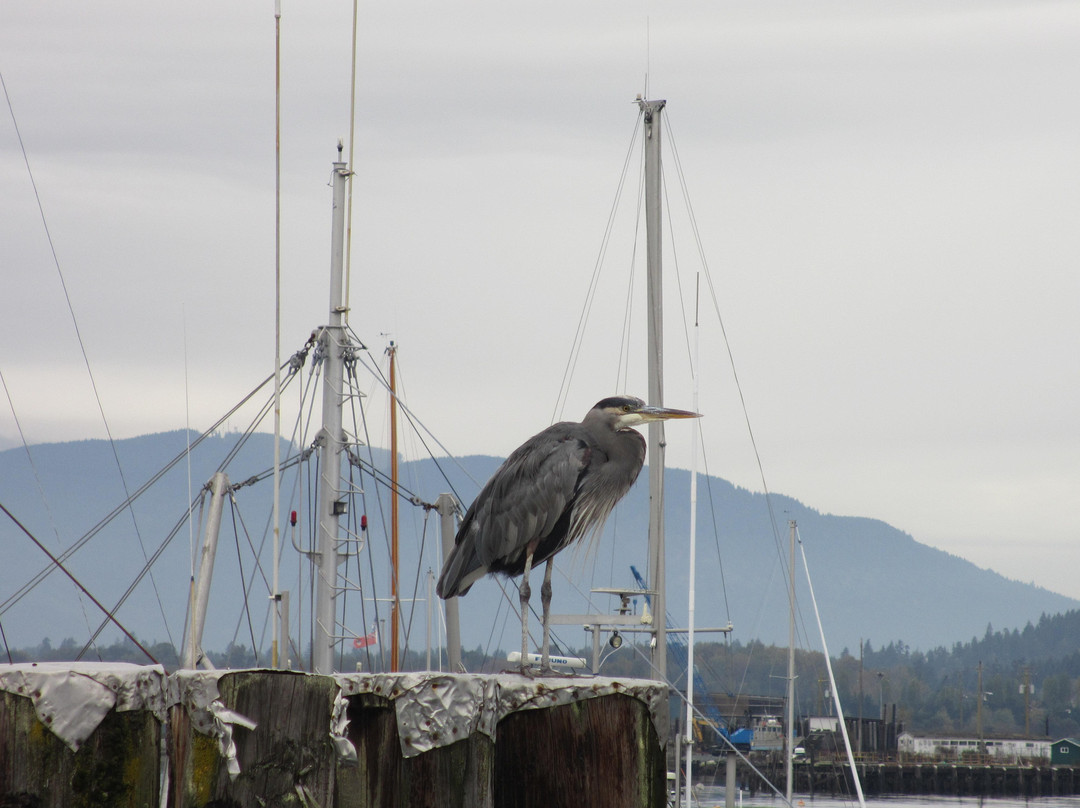 Cheers Cowichan Tours景点图片