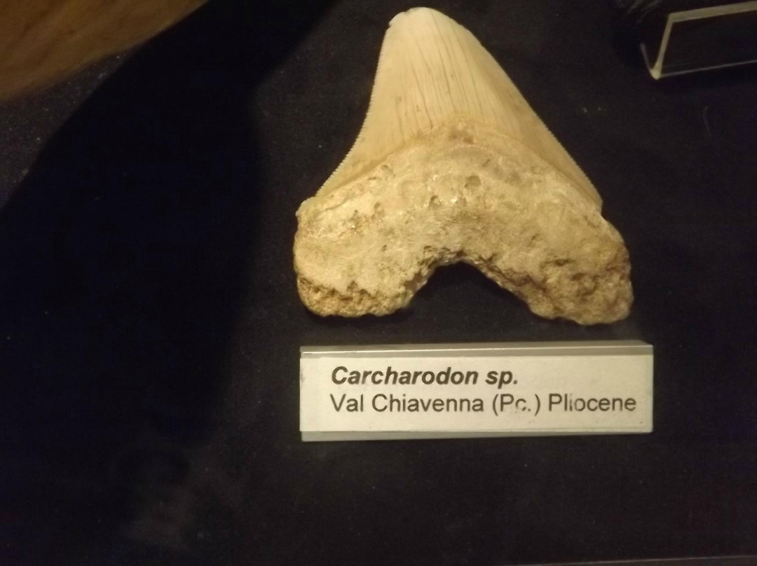 Museo Geologico G. Cortesi景点图片