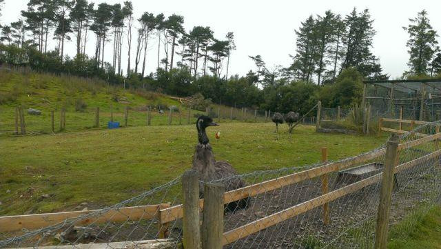 Coolwood Wildlife Park-基拉尼必去景点