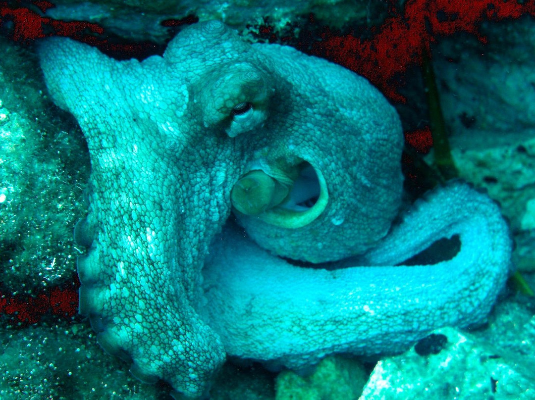 Scuba Turtle Diving-Incekum必去景点