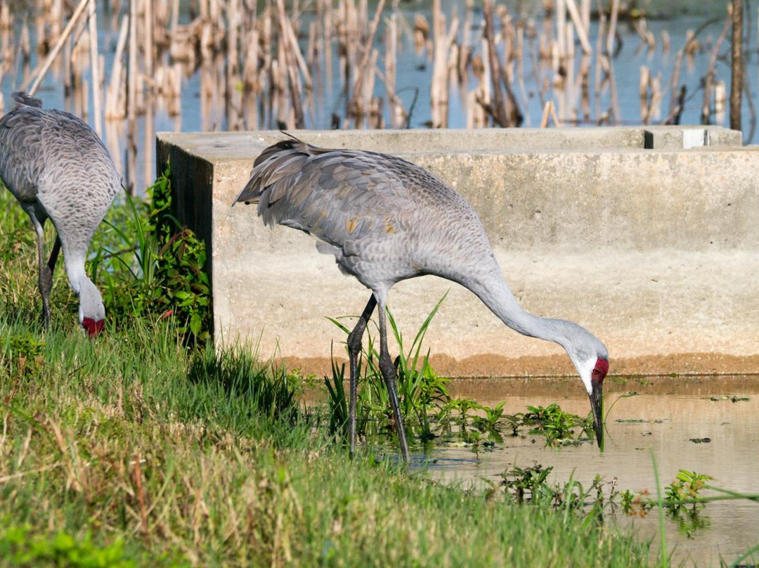 Indian River County wetlands-维罗海滩必去景点