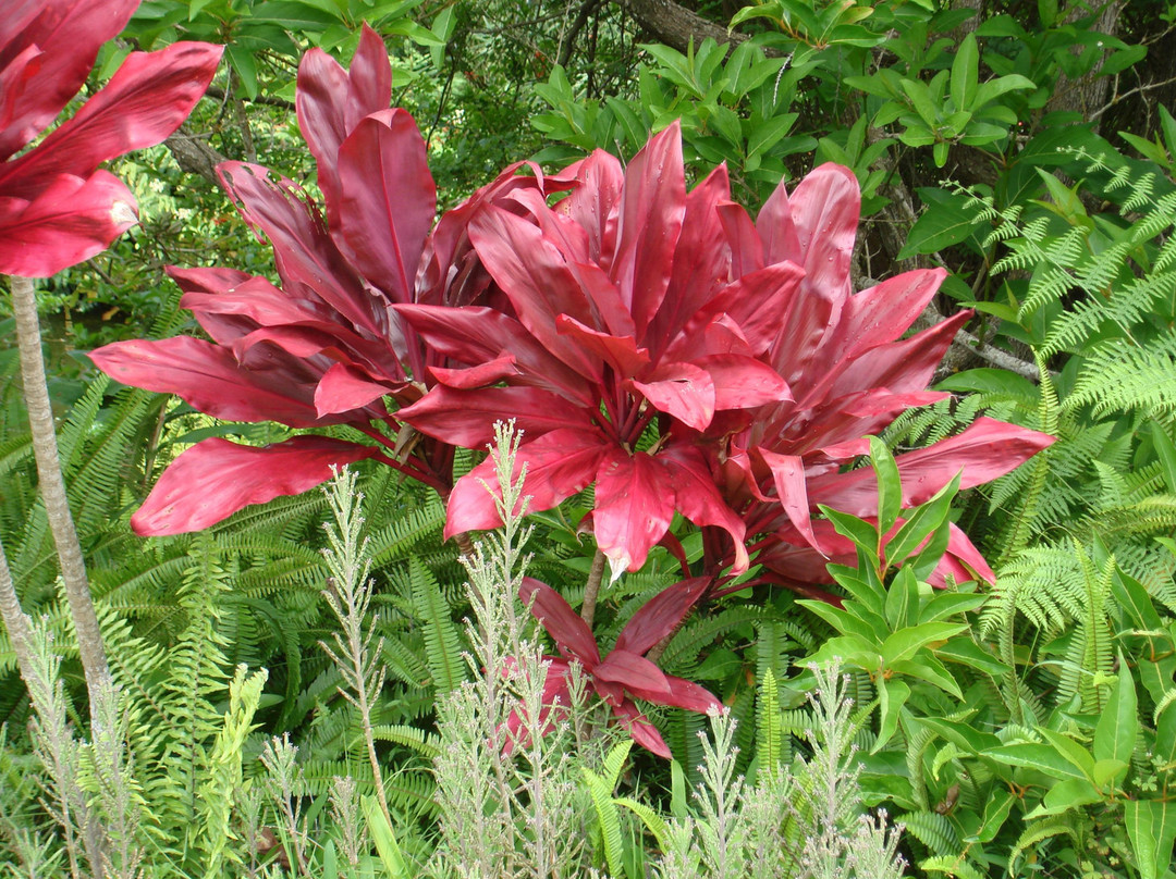 库拉植物园-库拉必去景点