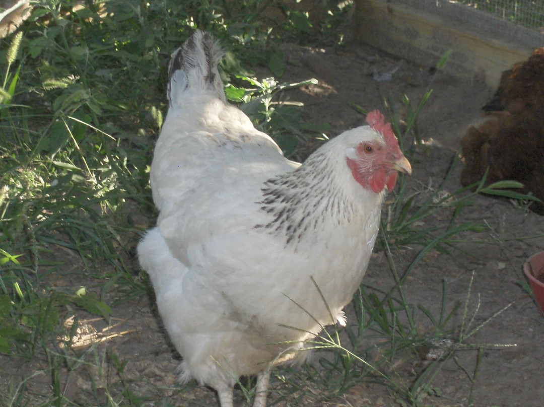 Daughter's House Inn Bed & Breakfast主图