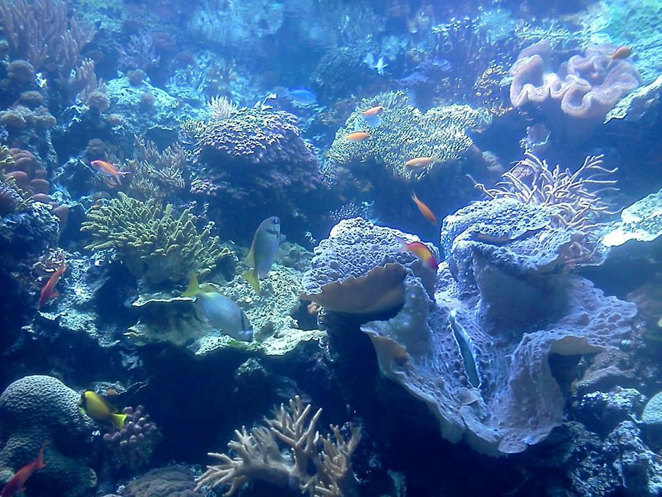 谢德水族馆景点图片