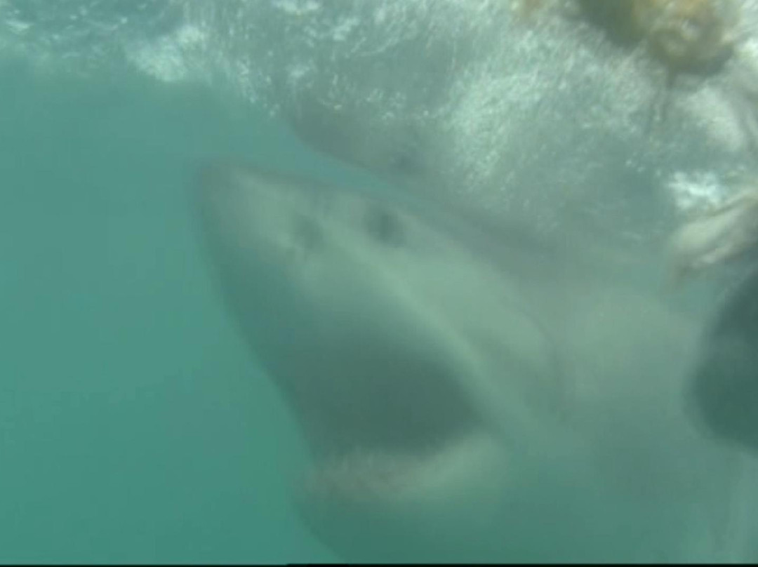 White Shark Safaris-干斯拜必去景点