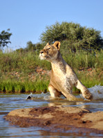 Not For Sissies Tours & Adventures-约翰内斯堡必去景点