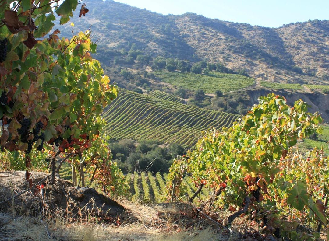 San Vicente de Tagua Tagua旅游景点-TreMonte Winery / Vina TreMonte