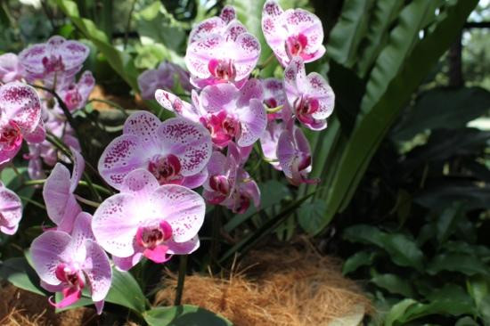 国家兰花园-新加坡必去景点