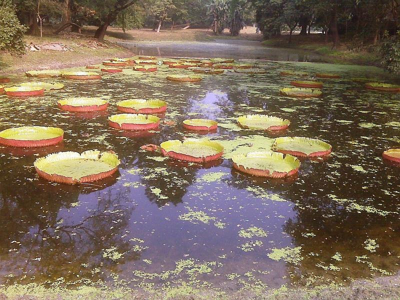 Acharya Jagadish Chandra Bose Indian Botanic Garden-Howrah必去景点