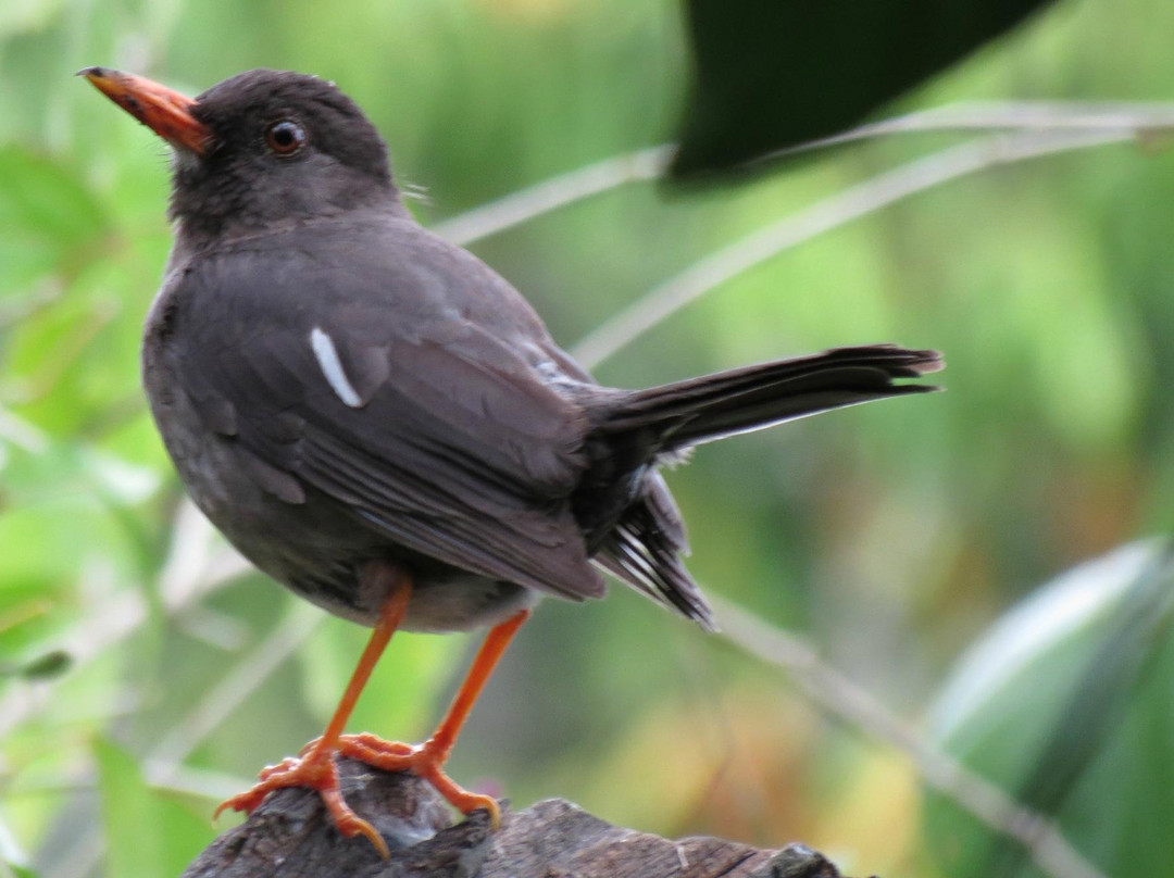 Jamaica Birding Day Tour-Santa Cruz必去景点