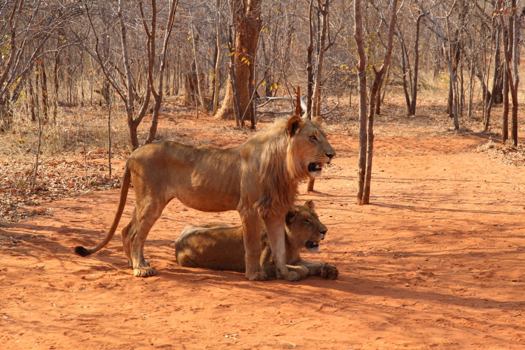 Mukuni Big 5 Safaris Limited-李文斯顿必去景点