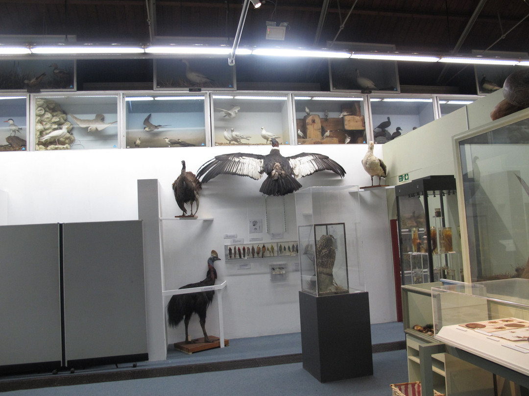 Booth Museum of Natural History-布莱顿必去景点