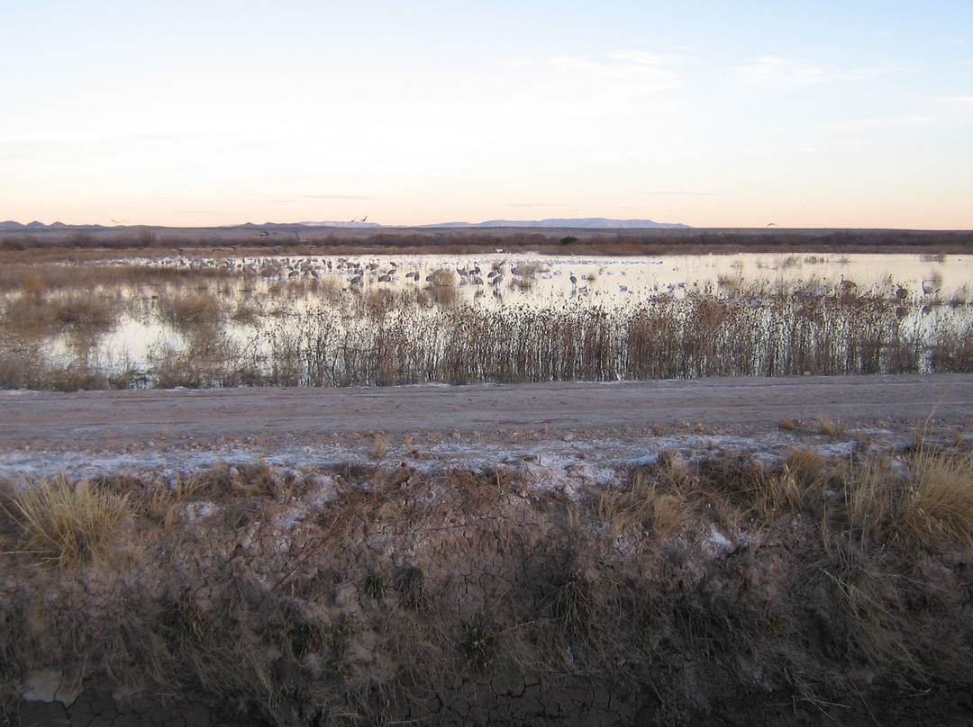 Bosque del Apache National Wildlife Refuge-San Antonio必去景点