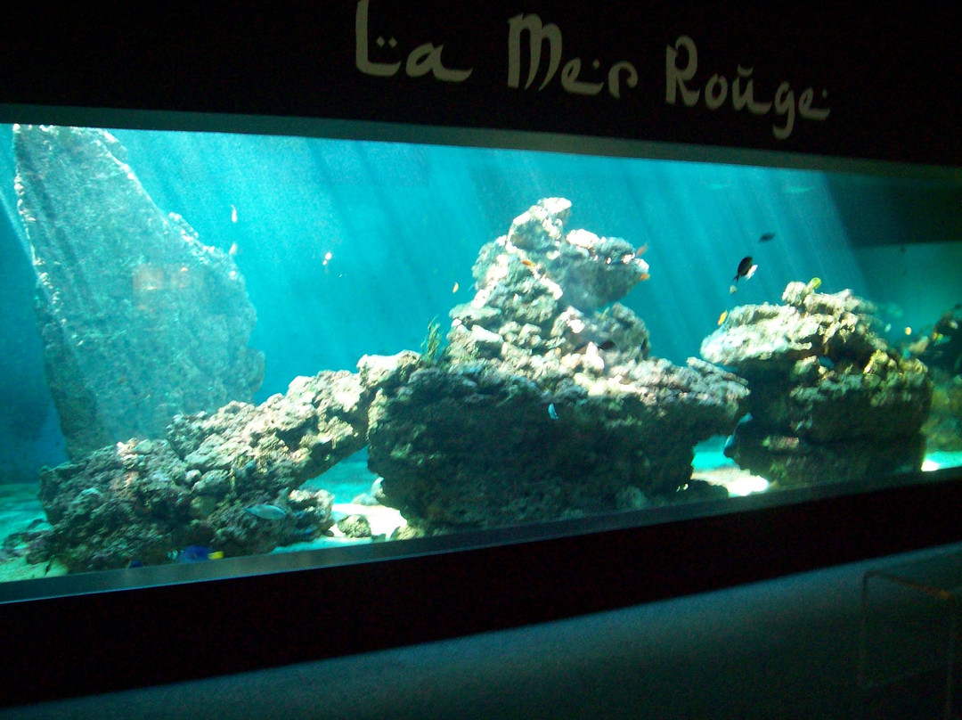 Aquarium de Vendée景点图片