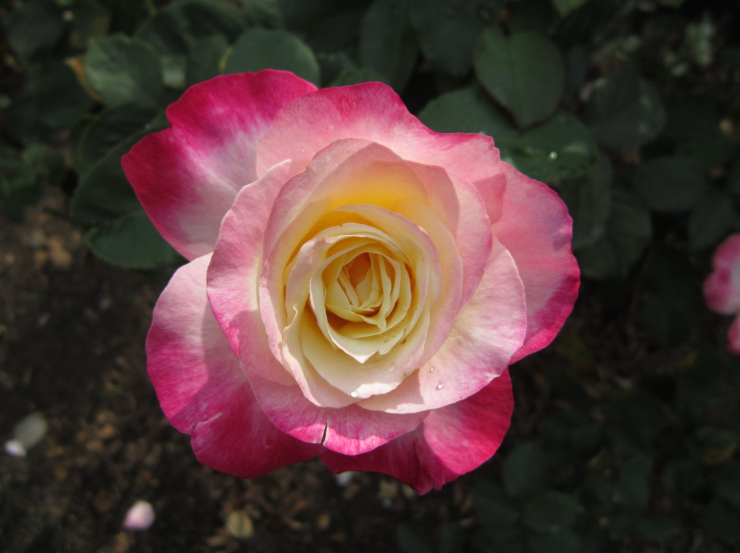 广州从化宝趣玫瑰世界-从化市必去景点