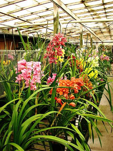 Santa Barbara Orchid Estate-圣巴巴拉必去景点