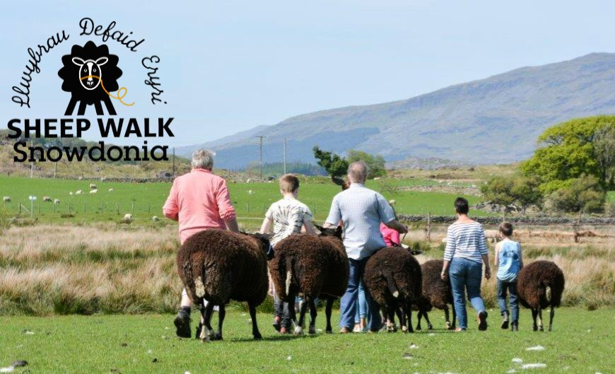 Sheep Walk Snowdonia景点图片