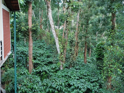 The Planters Bungalow Kedakal