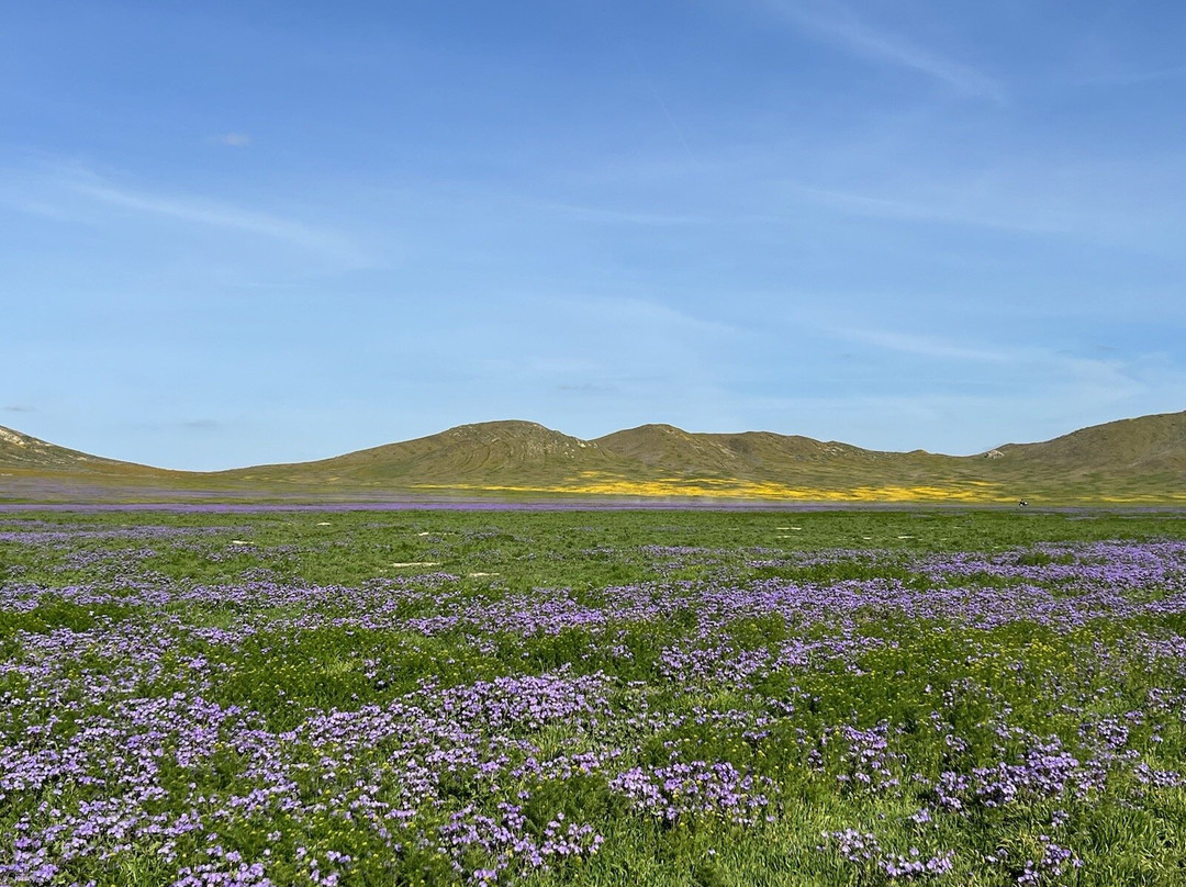 Carrizo Plain National Monument-Maricopa必去景点
