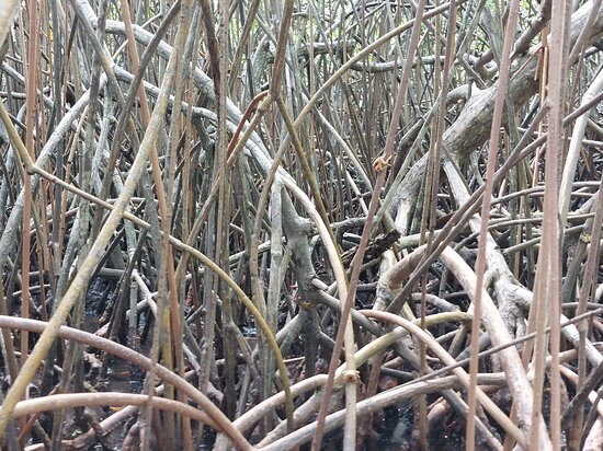 Kayak Aventure Mangrove-Ducos必去景点