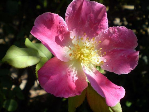 洛杉矶县立植物园-阿卡迪亚必去景点