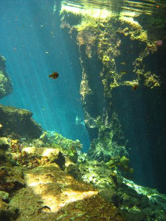 Gran Cenote-图伦必去景点