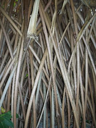 Andromeda Botanic Gardens-Bathsheba必去景点