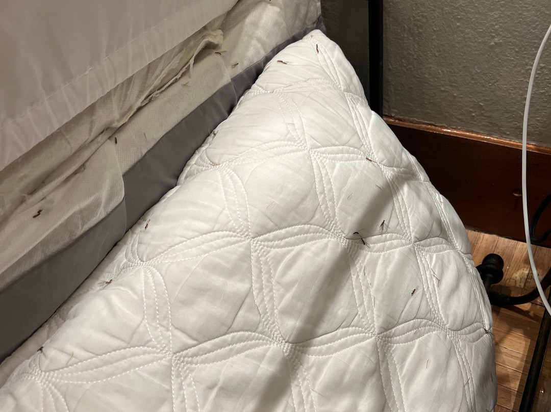 贝尔吉卡酒店主图