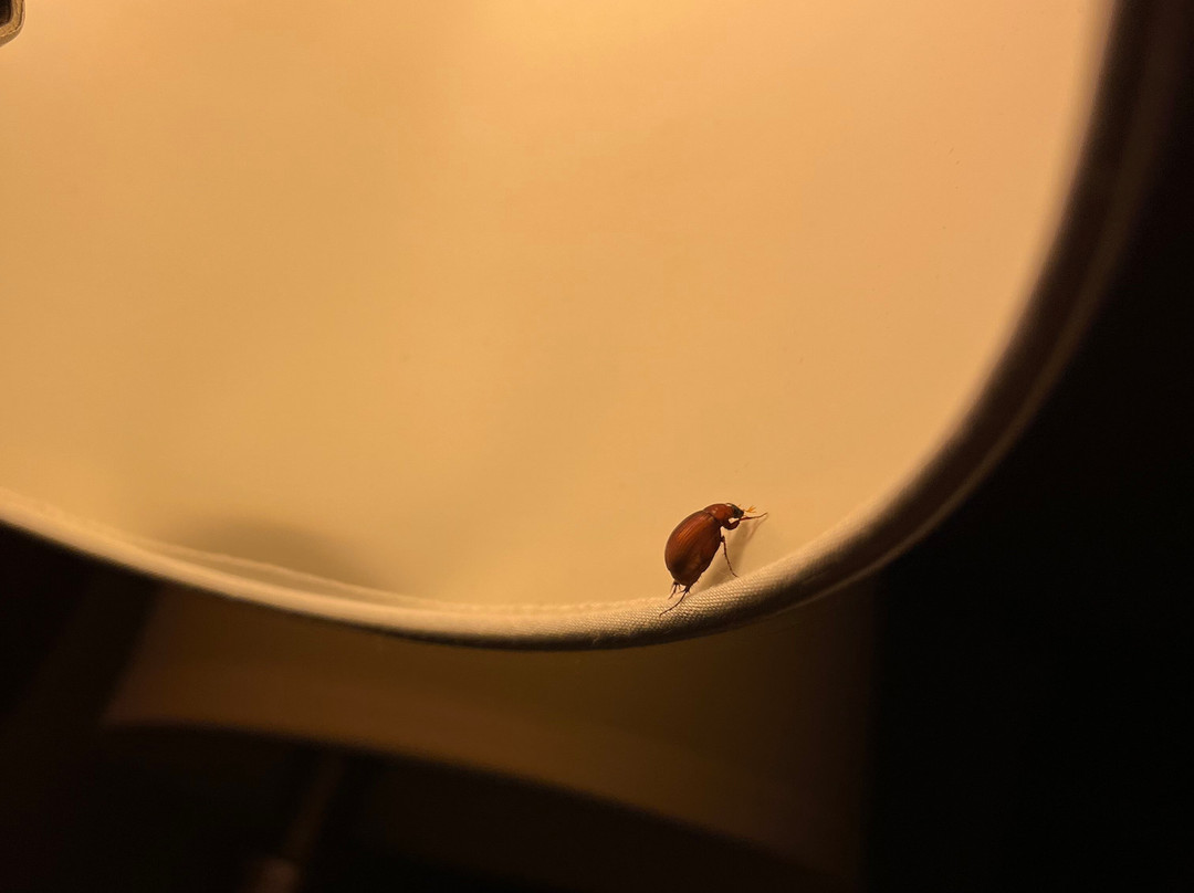 Hôtel de la Rive主图