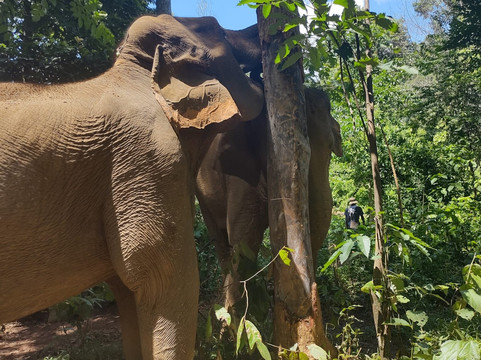 Toto's Elephant Sanctuary-清迈必去景点