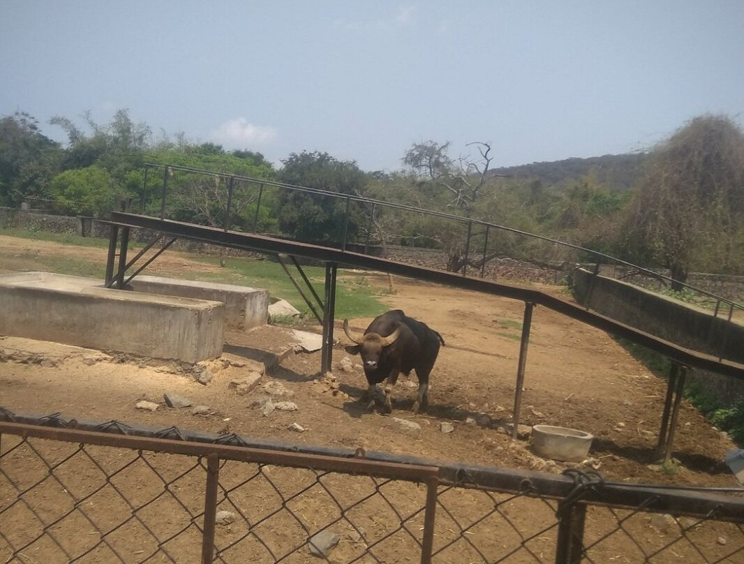Arignar Anna Zoological Park景点图片