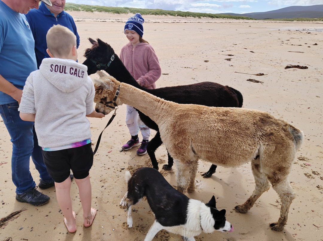 Achill Island Alpacas景点图片