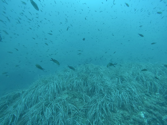 Scuba Ibiza Diving Center-伊维萨城区必去景点