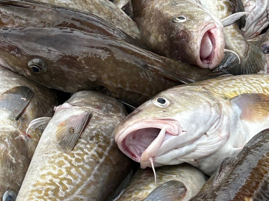 Happy Hooker Charters-Kodiak必去景点