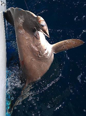 Killin' Time Charters-庞帕诺比奇必去景点