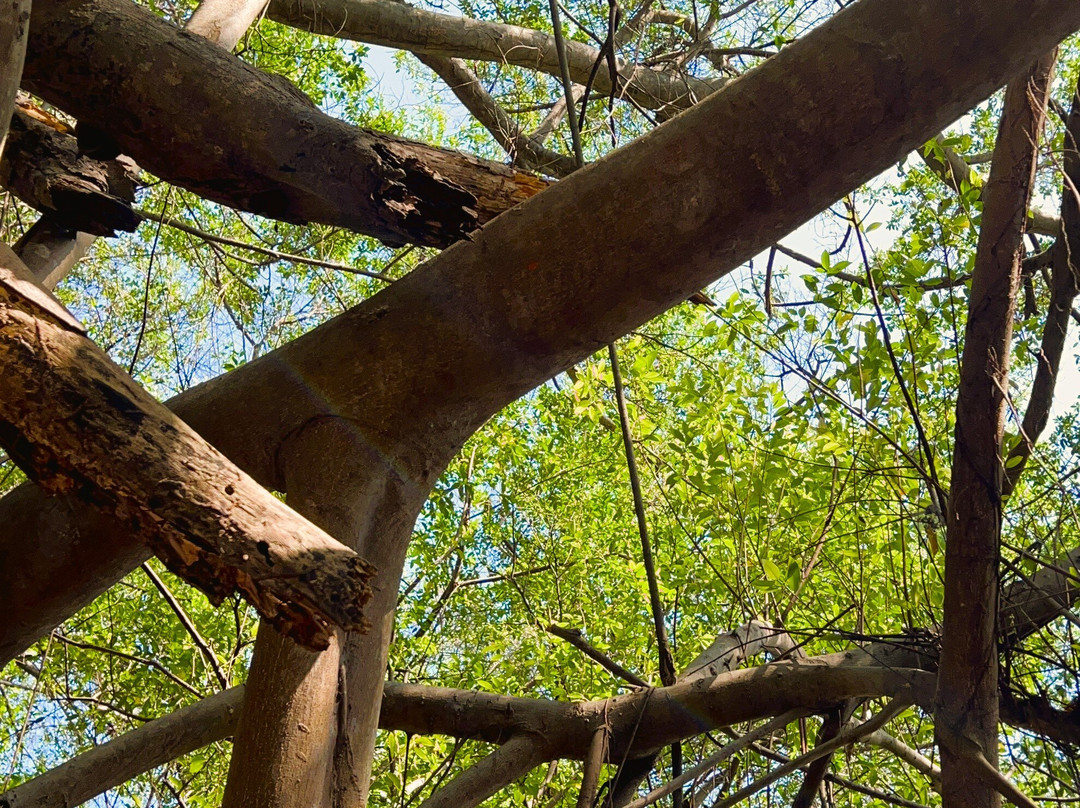Arbre Sacré De Mahatsinjo景点图片