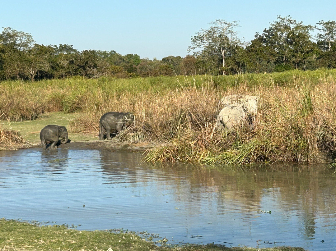 Kaziranga National Park景点图片