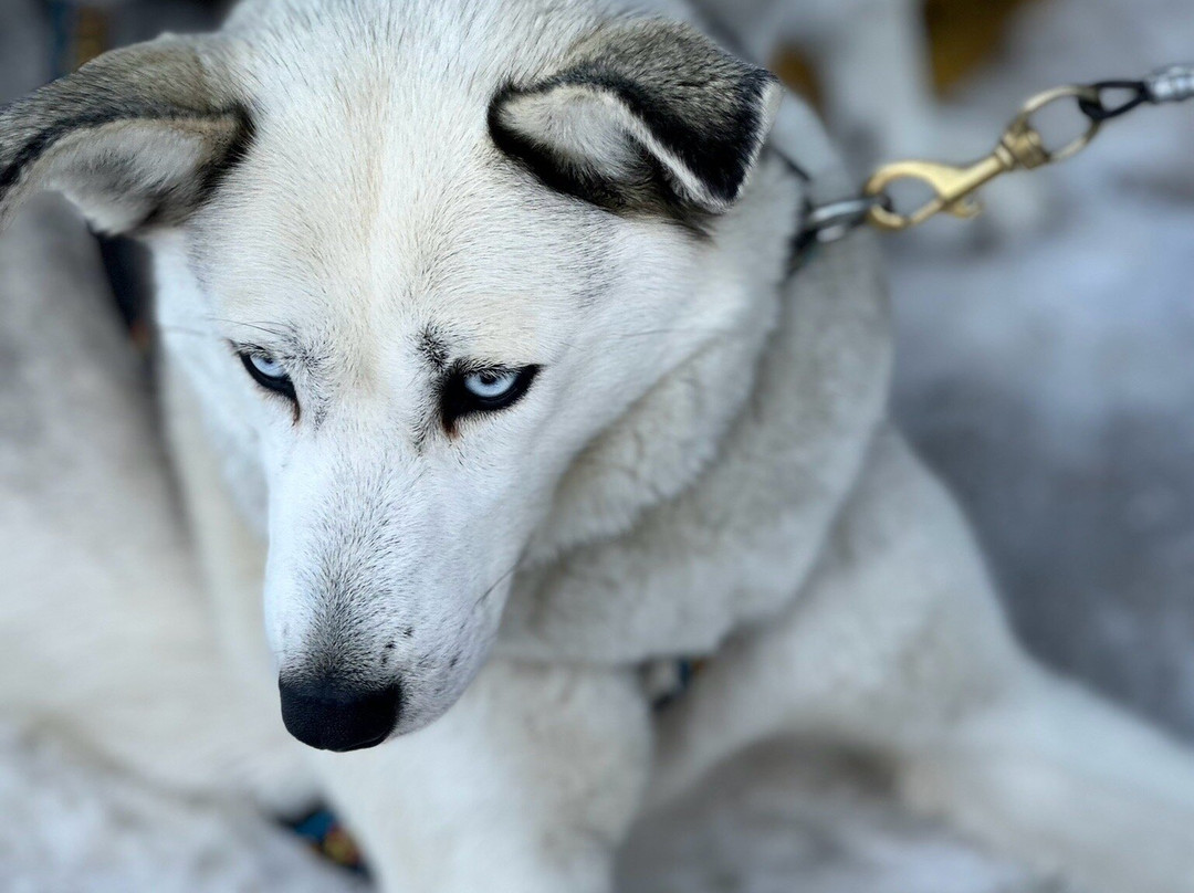 Kananaskis Outfitters-卡那那斯基斯必去景点