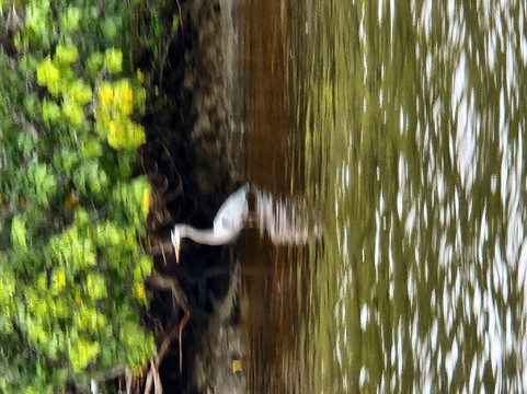Everglades Florida Adventures-大沼泽地必去景点