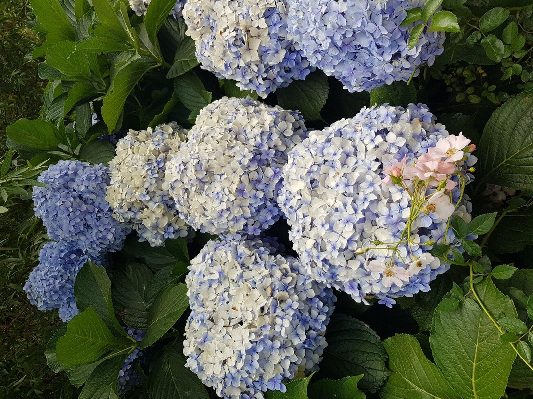 Chart Farm-开普敦中心区必去景点