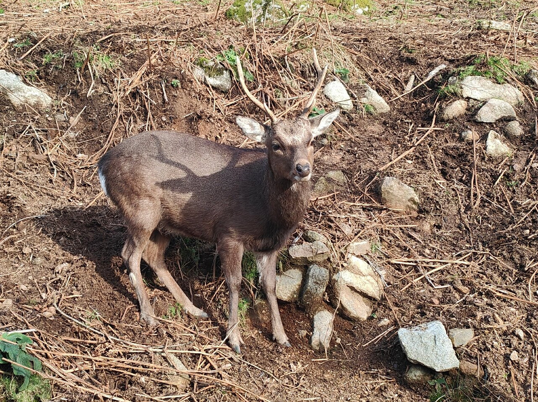 Bainloch Deer Park景点图片