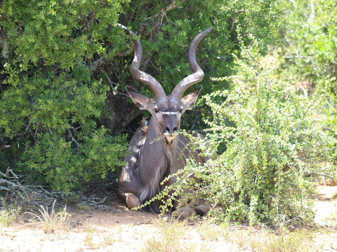 Blu-Pebbles Tour and Transfers-伊丽莎白港必去景点