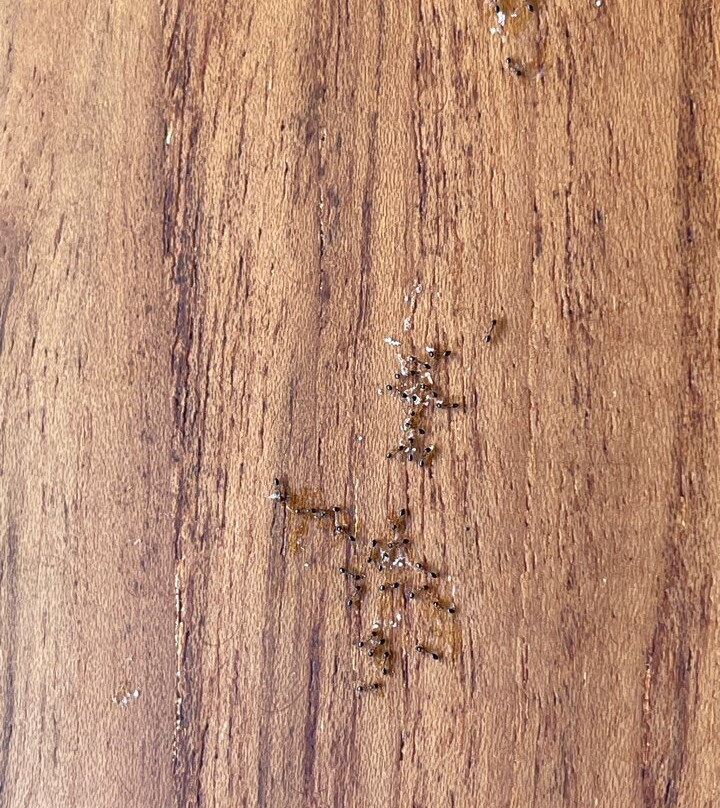 El Remanso Rainforest Lodge主图