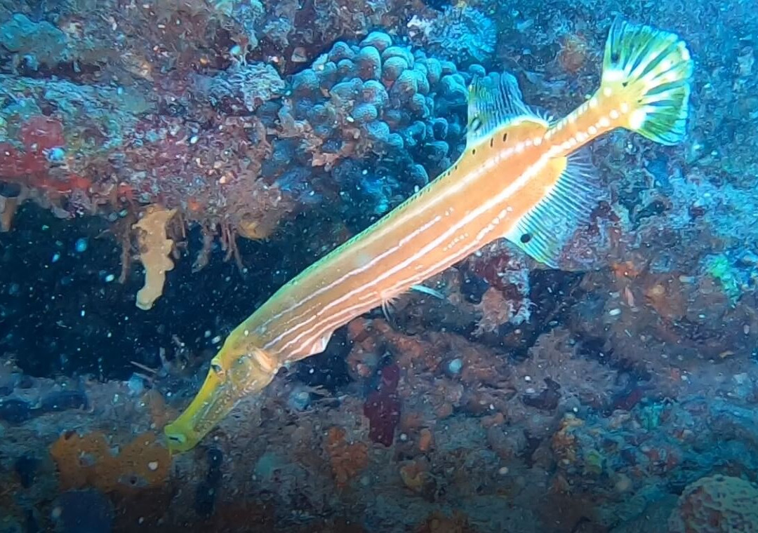 Shark's Friends Diving Center-Playa Santa Lucia必去景点