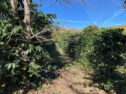 弗洛伦萨农庄旅馆-官方