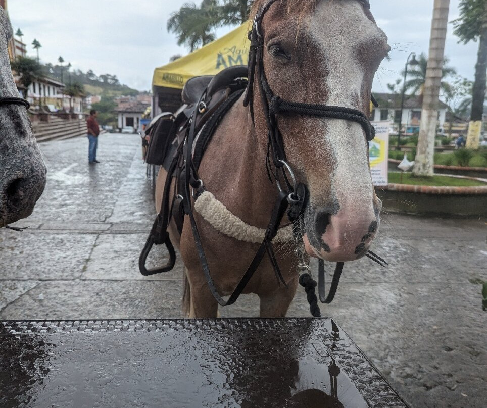 Rancho Saman-佩雷拉必去景点